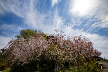 春、桜満開！