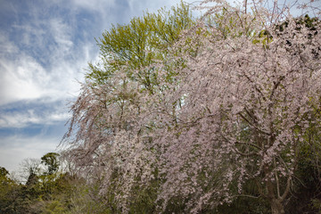 春、桜満開！