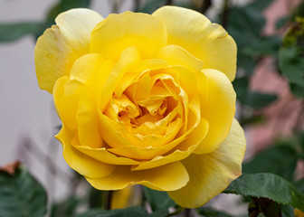 rose jaune
rose yellow