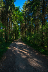 Fresh spring green in the Monticolo forest in the municipality of Appiano in Italian South Tyrol.
