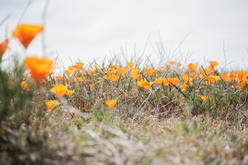 Blooming poppy flowers in springtime in California