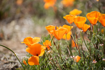 Blooming poppy flowers in springtime in California