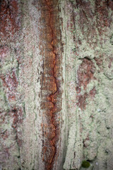 Tree bark in natural light.