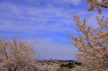 春、桜満開！