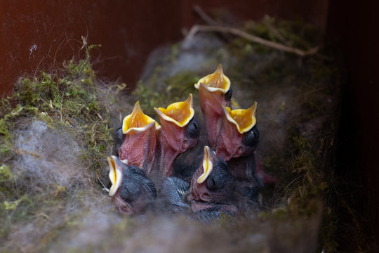 Hungry fledglings of the great tit in their nest in an abandoned letterbox