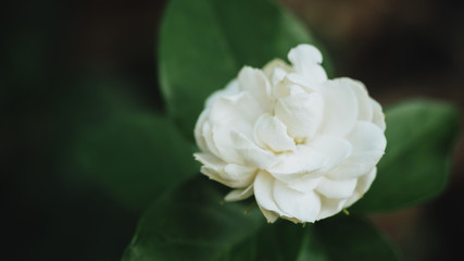 Close-up of Jasmine flower white,isolated blurred background.