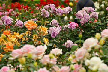Roses have begun to bloom in the park where I am always walking