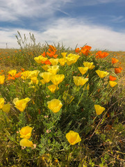 Blooming poppy flowers in springtime in California