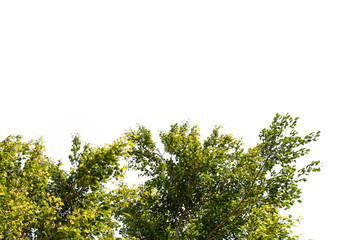 green leaf isolated on white background with copy space