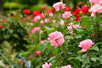 The flowers are beginning to grow and everything is becoming green.