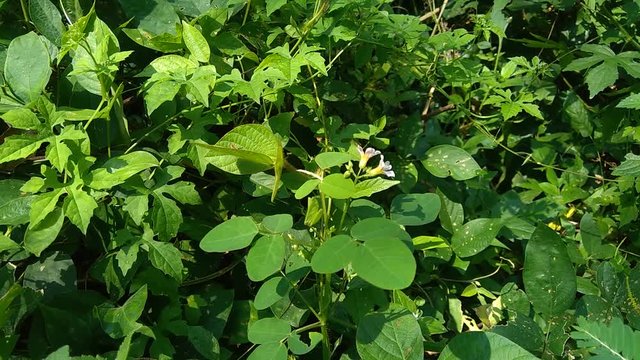Close up green Oxalis barrelieri (Barrelier's woodsorrel, lavender sorrel, tr&egrave;fle, oseille marron, oseille savane, Oxalis bahiensis) in the nature.