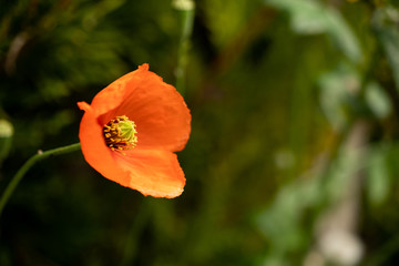 Fototapeta premium Papaver rhoeas orange red yellow green leaf pavot 