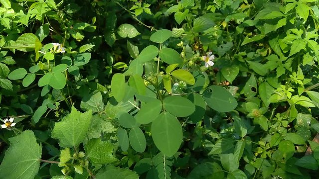 Close up green Oxalis barrelieri (Barrelier's woodsorrel, lavender sorrel, tr&egrave;fle, oseille marron, oseille savane, Oxalis bahiensis) in the nature.