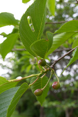 染井吉野のサクランボ