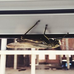 Close-up Of Insect In Front Of Window