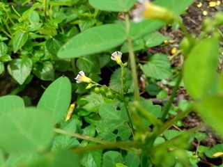 Close up green Oxalis barrelieri (Barrelier's woodsorrel, lavender sorrel, trèfle, oseille marron, oseille savane, Oxalis bahiensis) in the nature.