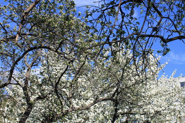 cherry tree in spring