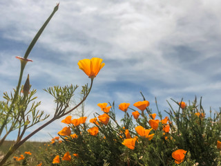 Blooming poppy flowers in springtime in California