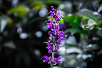 lilac flowers in the wind