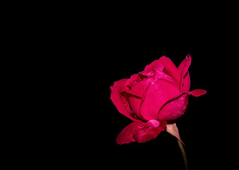 pink rose isolated on black