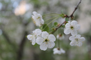 blooming cherry