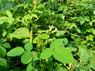 Close up green Oxalis barrelieri (Barrelier's woodsorrel, lavender sorrel, trèfle, oseille marron, oseille savane, Oxalis bahiensis) in the nature.