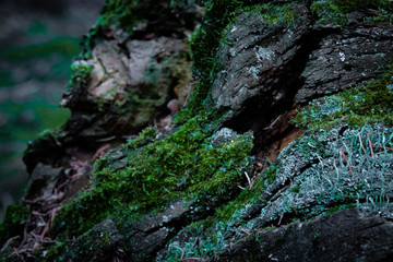 moss on tree