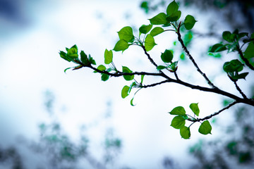 green leaves against blue sky