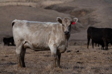 Beef cattle in south west Victoria. murray grey, angus and specked park all grass fed 