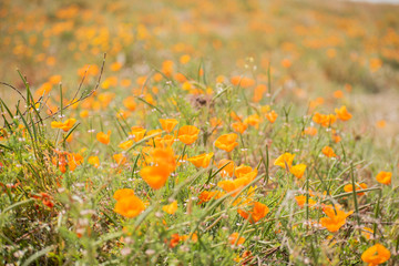 Blooming poppy flowers in springtime in California