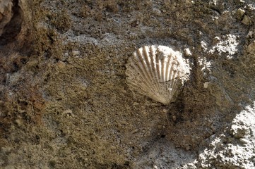 Fossile Bivalve risalente al Pliocene - Parco della Murgia di Matera
