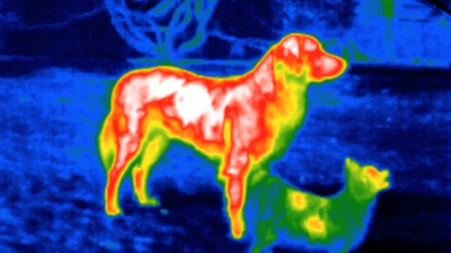 Thermal imaging camera detecting measures the temperature in dogs that stand..Animals thermal camera concept..