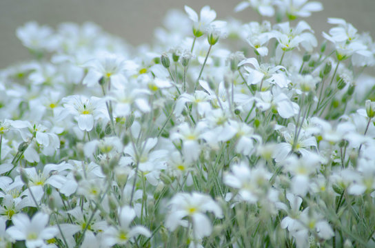 フロックス Images Browse 710 Stock Photos Vectors And Video Adobe Stock