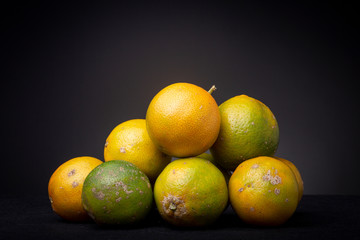Bunch of colourful fresh ripe orange and green Citrus Tangerina fruit. 