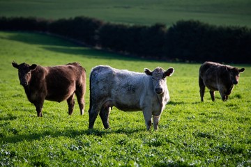 Beef cattle in south west Victoria. murray grey, angus and specked park all grass fed 