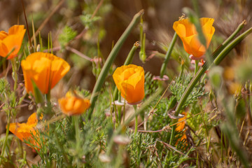 Blooming poppy flowers in springtime in California
