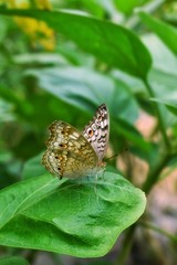 butterfly on a leaf