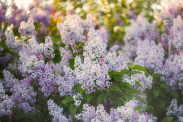 Fototapeta premium Lilac flowers in the sunlight close-up. Spring blooming lilac tree flowers (Syringa). Lilac flowers on a blurry background for prints, decor, Wallpaper, posters. Soft focus.