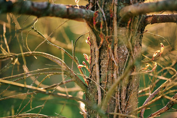 the first leaves appear on the new branches growing from and old tree trunk in the spring in Western Pennsylvania 