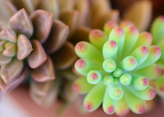 brown and green vibrant succulents in the summer