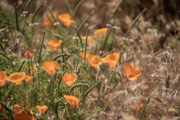 Blooming poppy flowers in springtime in California