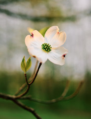 Obraz premium A closeup of a soft dogwood flower (corpus alba) from Western Pennsylvania 