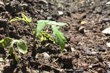 Tomato seedlings.Green young newly planted tomato seedling in black soil close-up .