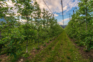 Fototapeta na wymiar Apple orchards in the municipality of Appiano near Bolzano in the Italian south of Tyrol.