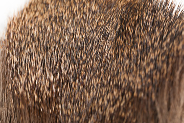 deer fur square soft texture on white background