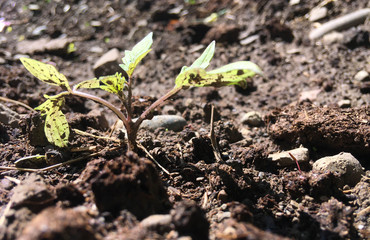 Tomato seedlings.Green young newly planted tomato seedling in black soil close-up .