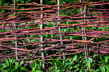 Red twig woven fence on a sunny day as a nature background
