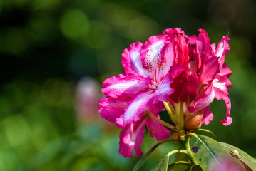 Obraz premium Rhododendron 
