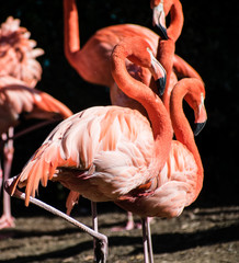 Beautiful Flamingo birds in a flock together