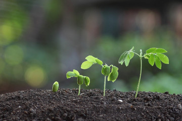 The evolution of the tree from seeds